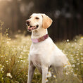 Load image into Gallery viewer, Multiple colour velvet personalised dog collar accessories