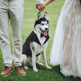 Load image into Gallery viewer, Dog Tuxedo Suit