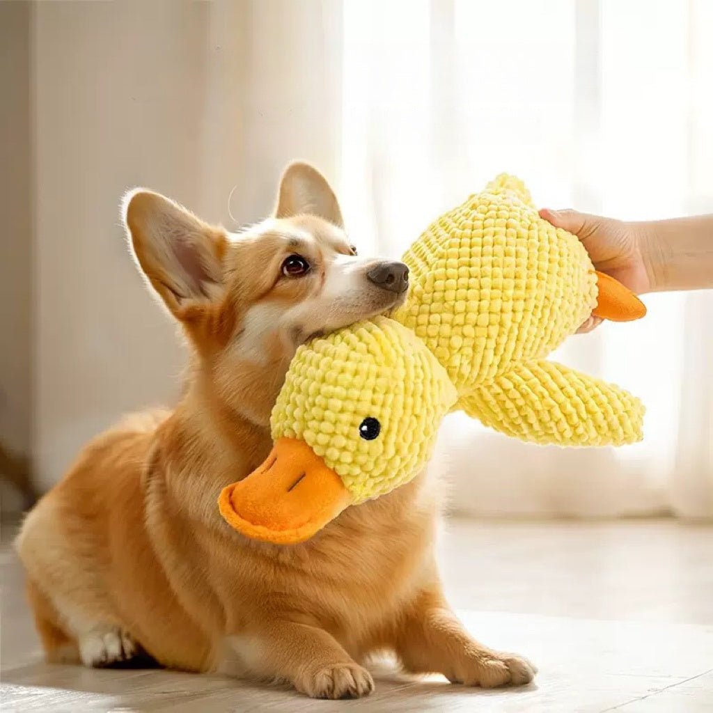 Dog Calming Duck