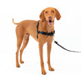 Load image into Gallery viewer, Easy Walk No-Pull Dog Harness
