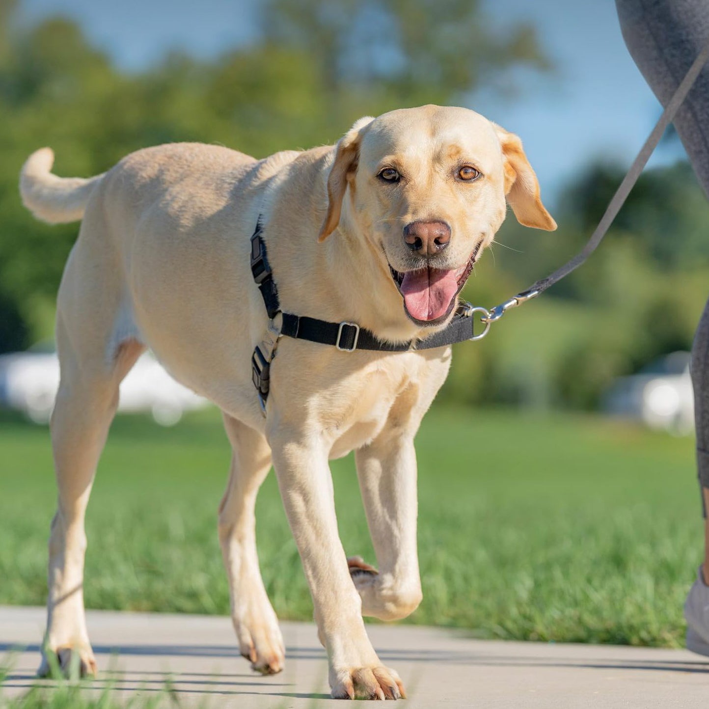 Easy Walk No-Pull Dog Harness