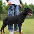 Load image into Gallery viewer, Control Safety leash and collar set
