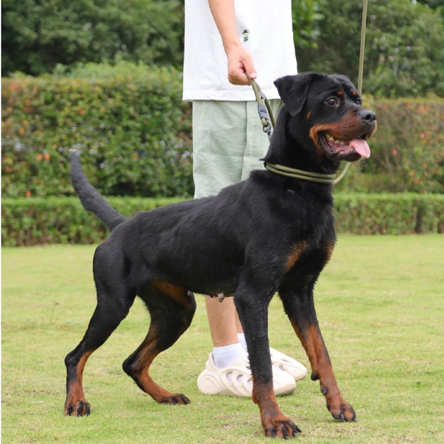 Control Safety leash and collar set