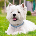 Load image into Gallery viewer, Pet collar with bling rhinestones
