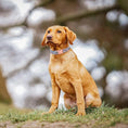 Load image into Gallery viewer, Flower Dog Collar & Leash Set
