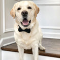 Load image into Gallery viewer, Multiple colour velvet personalised dog collar accessories
