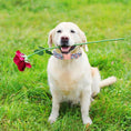 Load image into Gallery viewer, Flower Dog Collar & Leash Set
