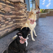 Flower Dog Collar & Leash Set