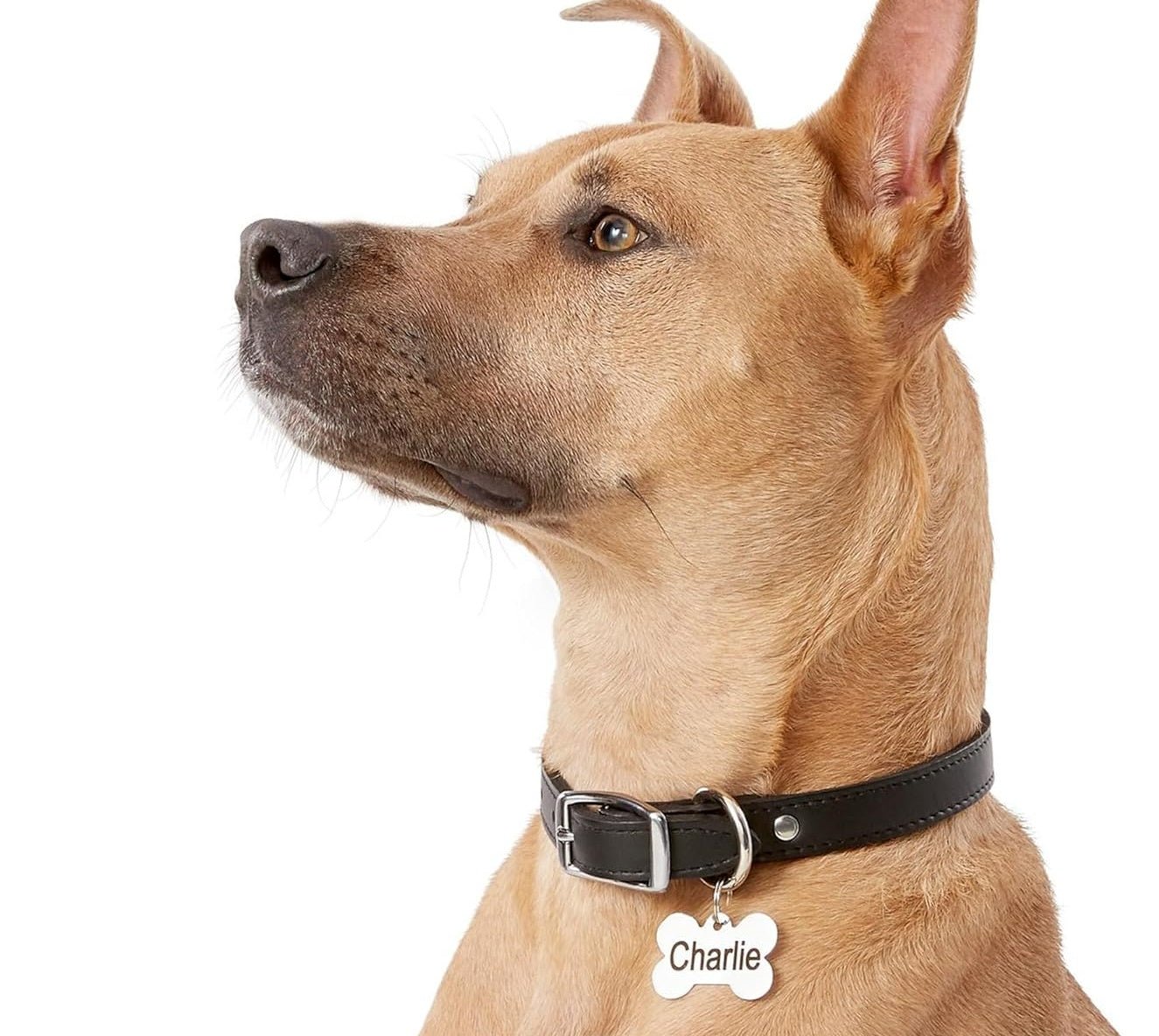 Engraved Dog Tag