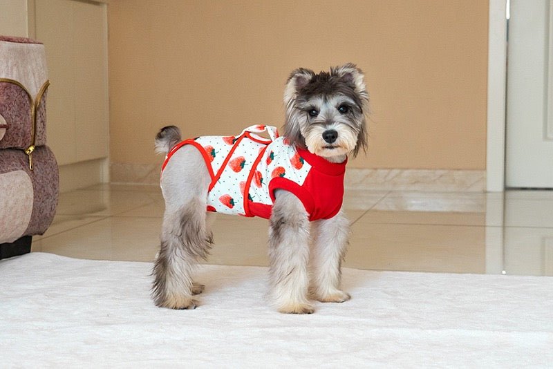 Dog Recovery Suit