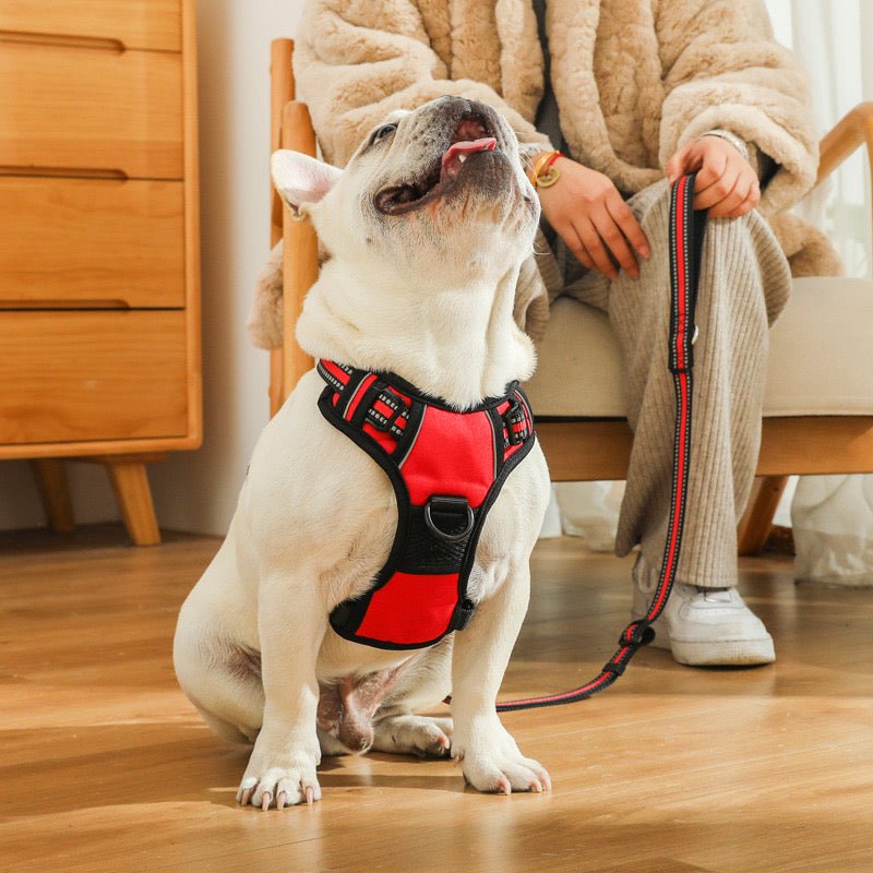 No-Pull Pet Harness with 2 Leash Clips