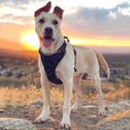 Load image into Gallery viewer, No-Pull Pet Harness with 2 Leash Clips
