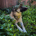 Load image into Gallery viewer, Customizable Adjustable Dog Hat with Patches
