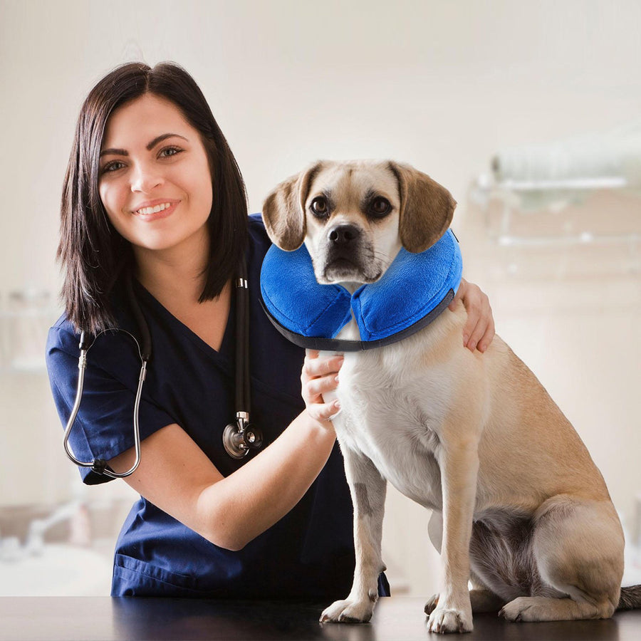 Protective Inflatable Collar for Dogs and Cats video review preview