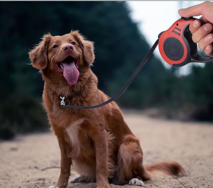 Retractable Dog Leash video review preview