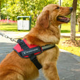 Load image into Gallery viewer, Personalized No-Pull Dog Harness with Name Patch
