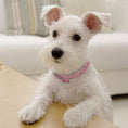 Load image into Gallery viewer, Pet collar with bling rhinestones
