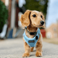 Load image into Gallery viewer, All Weather No Pull Harness for Pets
