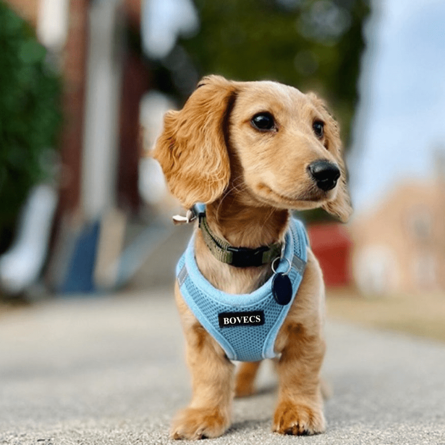 All Weather No Pull Harness for Pets video review preview