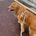 Load image into Gallery viewer, Hand woven pet leash and harness
