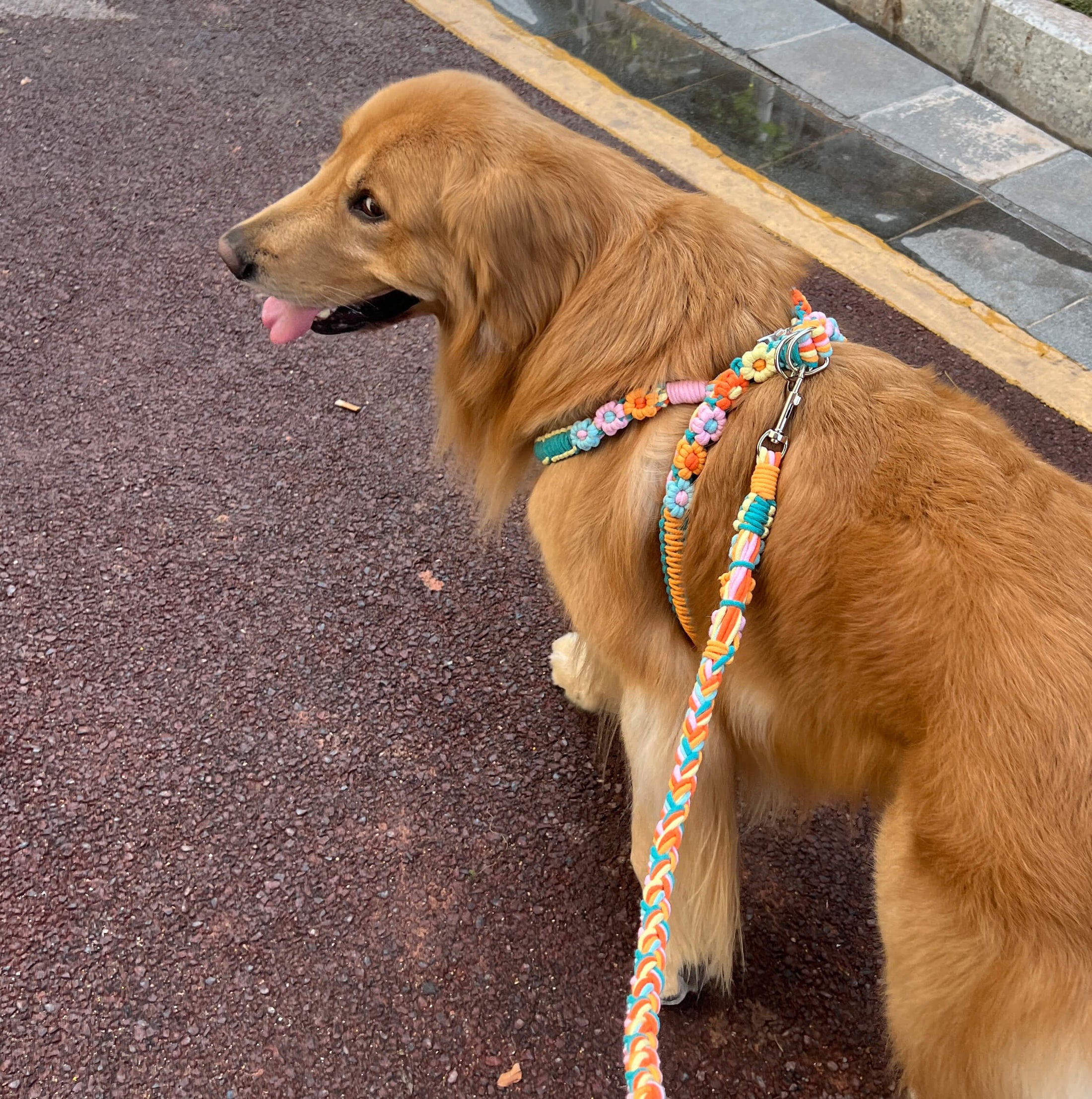 Hand woven pet leash and harness