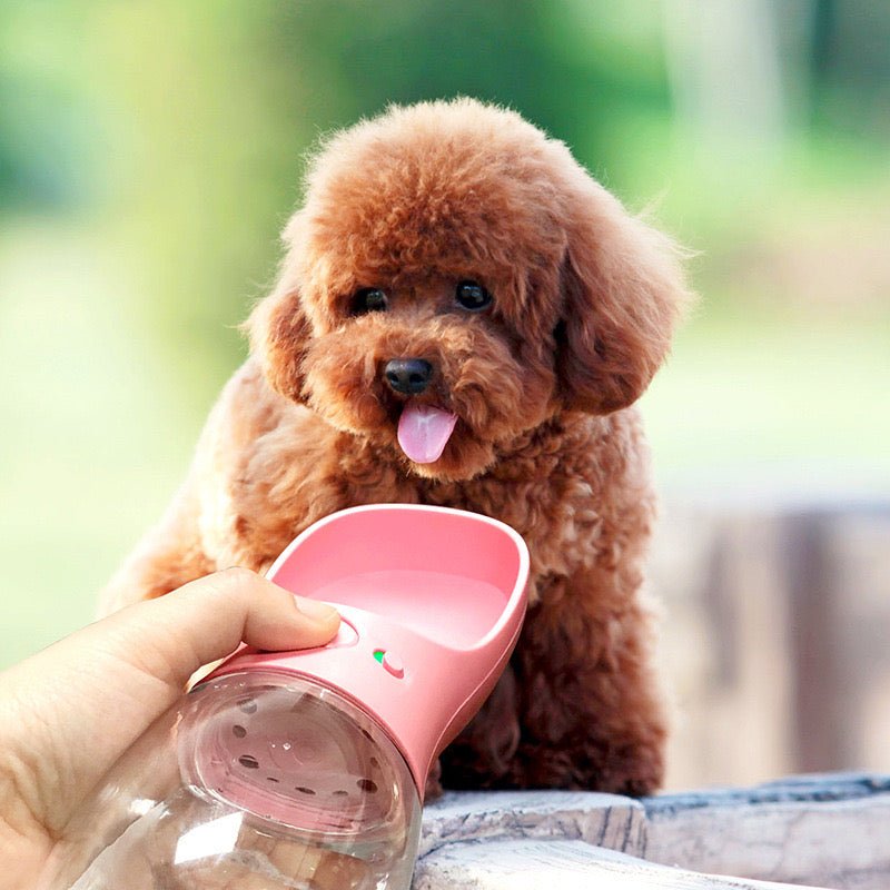 Portable dog water bottle video review preview
