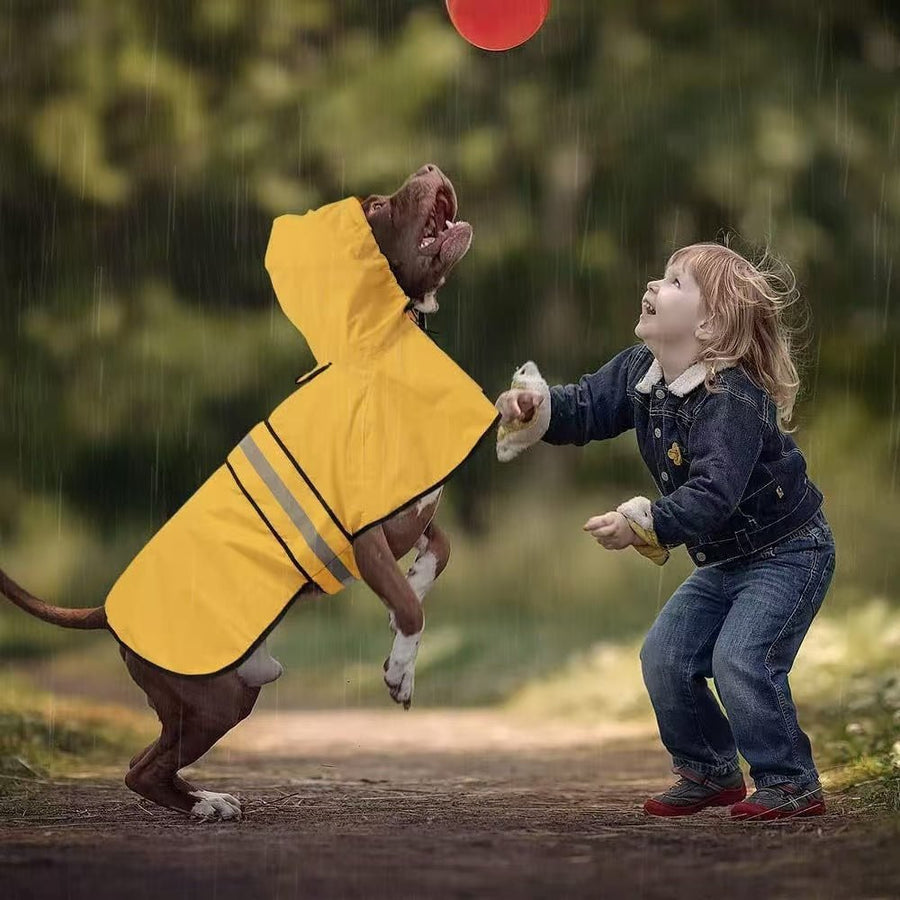 dog raincoat video review preview