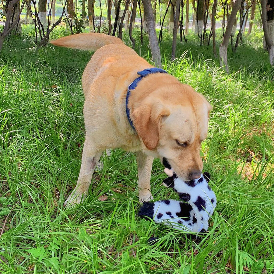 Dog Squeaky Toys video review preview